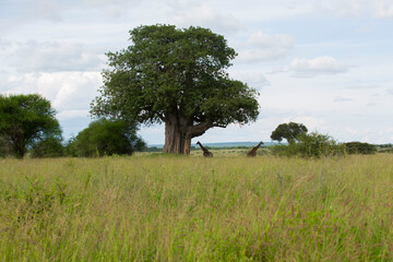 giraffe, giraffes, Masai giraffe, baobab, baobab tree, Adansonia, giant tree, Tarangire, Tarangire National Park, Tanzania, East Africa, safari, wildlife, savanna, green grass, landscape, wilderness,  © Henry