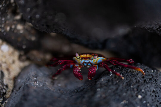 Crab hiding in lava crevase