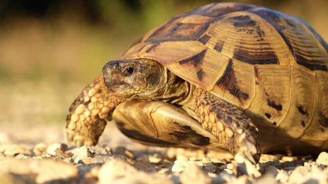 Balkan tortoise (Testudo hermanni boettgeri) walking in golden sunset light, side view