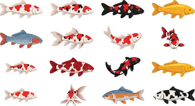 Detailed flat vector set of different koi fish varieties with labels for educational and aquarium design usage