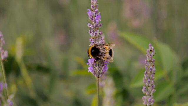 Bumblebee on purple flower in macro photography