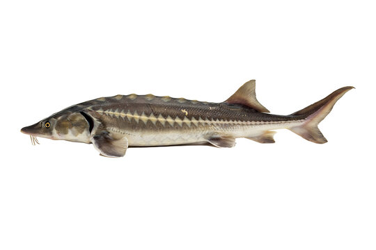 Full length view of a prehistoric sturgeon fish featuring textured bony plates and a heterocercal tail, presented as a clear specimen isolated on a black background