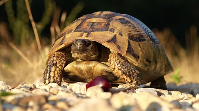 Balkan tortoise (Testudo hermanni boettgeri) looking toward camera during golden hour