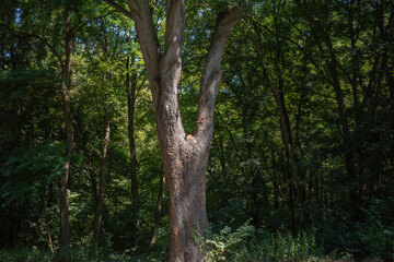 Fototapeta premium Tall tree with a split trunk stands in a dense forest during sunny daylight hours