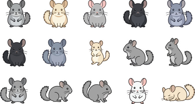 Flat vector collection of labeled chinchilla breeds and poses including standard, ebony, violet, and juvenile.