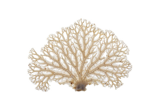 Detailed fan-shaped sea coral specimen with complex skeletal lattice isolated on black background, high contrast view of marine invertebrate anatomy