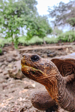 Tortise in conservation park, Galapagos