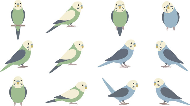 Minimalist flat vector collection of budgerigar parakeets in various simple standing and sitting poses on white