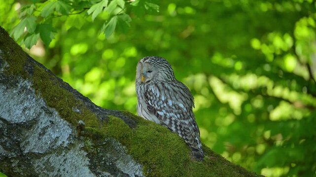 Habichtskauz (Strix uralensis), sizt auf einem Baumstamm im Wald