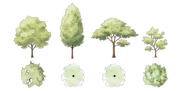 Set of four different deciduous trees with elevation and top view for architectural landscaping