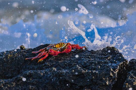 Water splashing over crab, Galapagos