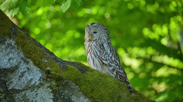 Habichtskauz (Strix uralensis), sizt auf einem Baumstamm im Wald