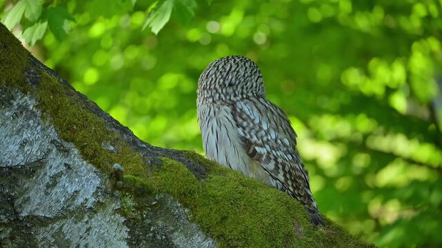 Habichtskauz (Strix uralensis), sizt auf einem Baumstamm im Wald