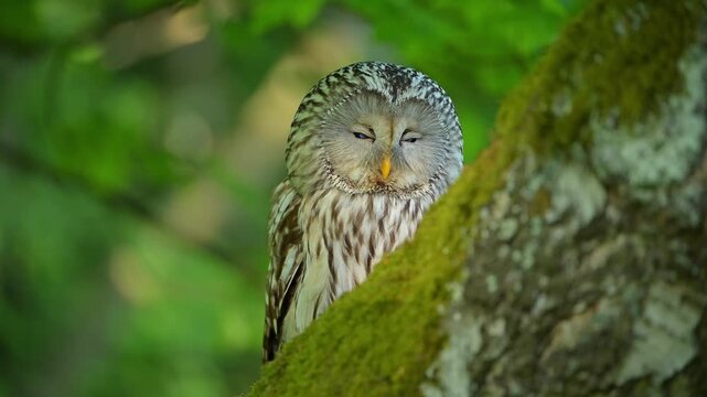 Habichtskauz (Strix uralensis), sizt auf einem Baumstamm im Wald
