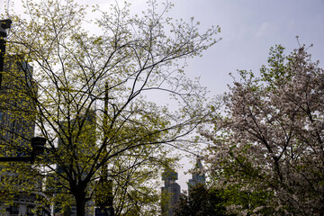 Fototapeta premium Sakura, Spring cherry blossoms frame city towers and street lamp, blue sky in Shanghai, China