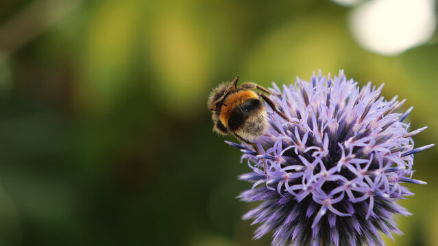 Bumblebee on globe thistle, bumblebee gathering pollen on purple echinops with copy space
