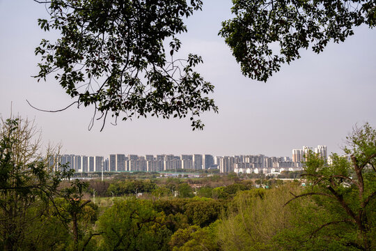 Apartment towers and park woodland framed by spring branches view from Tiger Hill, Suzhou, China