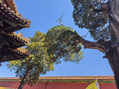 Forbidden City palace eaves over red wall and cypress trees in Beijing, China spring