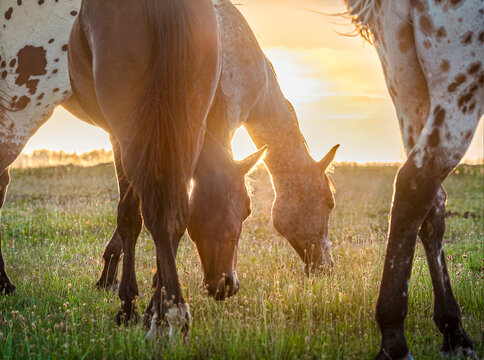 adult Tiger horses graze backlit in alpine field backlit by seting sun