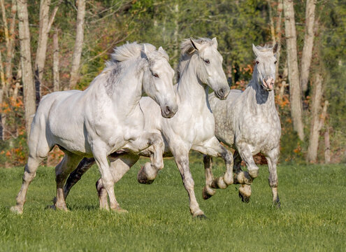 Three adult Percheron Draft Horses gallop head on side by side in grass field