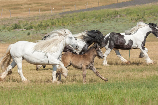 Three adult female Gypsy Vanner horse mares and a filly  foal gallop across grass field