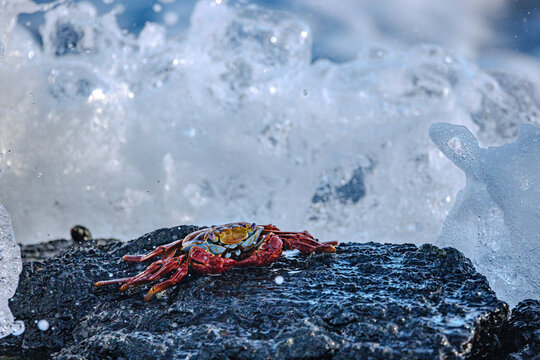 Crab with wave incomming, Galapagos