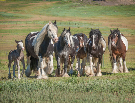 Herd of Gypsy Vanner Horses in alpine meadow