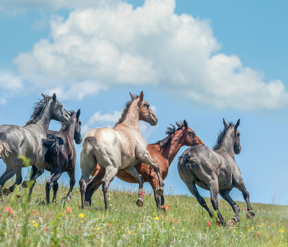 juvenile male American Quarter Horse yearling colt herd run in alpine field with clouds and blue sky