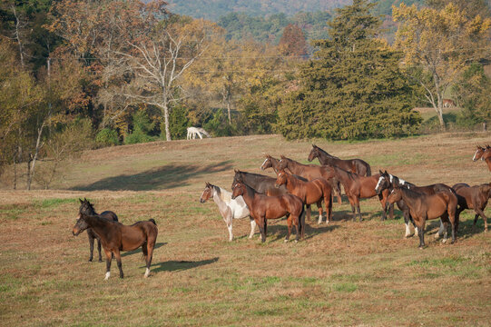 Herd of adult horses stand huddle alertly in hilly grass field