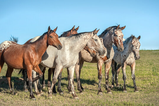 adult female Tiger Horse herd in alpine field. The Tiger Horse is the common ancestor of Appaloosa, Knabstrupper and Noriker horses.