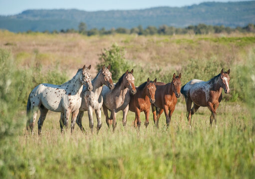 Herd of adult female Tiger Horsesbunched together.