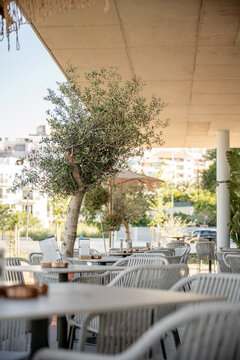 Outdoor cafe terrace with empty tables and olive tree