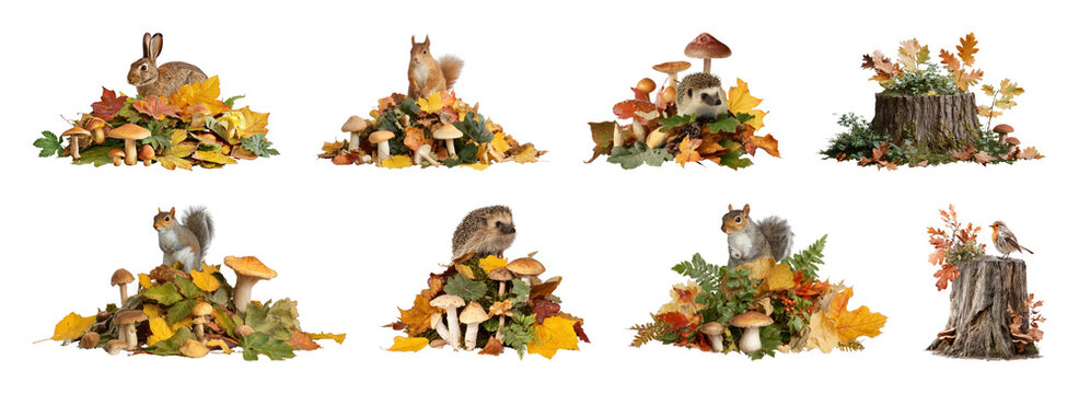 PNG Autumn woodland animals on mushroom and leaf display, transparent background