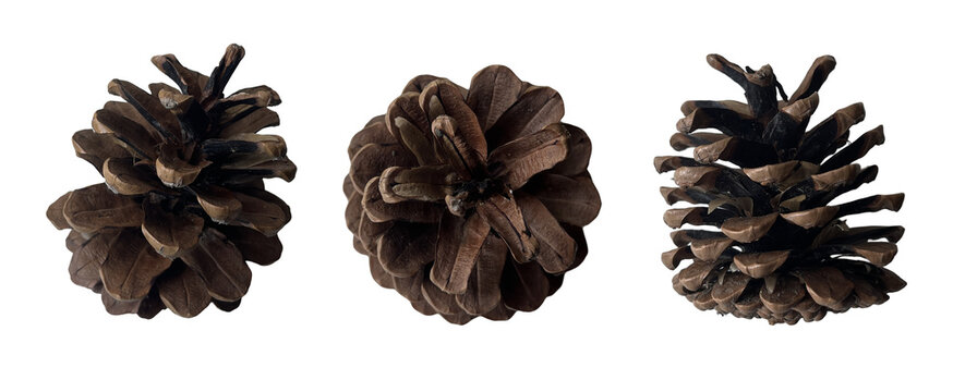 Brown Pine Cones Three Views Set