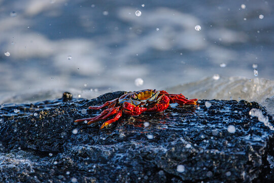 Intertidal crab in surf, Galapagos