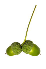 Green acorn pair with textured caps on white isolated background © brovarky
