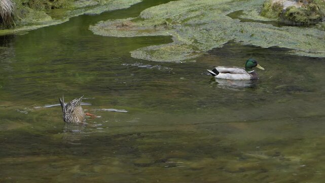 Mallard Ducks Foraging and Swimming in a Green River in Iceland