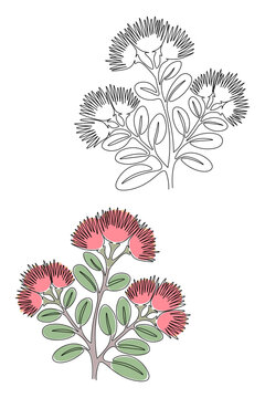 One line art drawing of pohutukawa flower vector set, isolated outline and color versions for New Zealand design