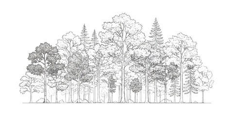 Group of various forest trees in a detailed black and white line art drawing ©  creative  marlia