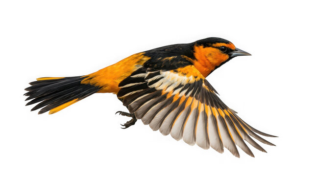 Baltimore oriole bird in flight isolated on transparent background