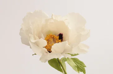 Close-up cream beige white Peony Flower (Tree Peony) bud petal, pistil  stamen on neutral gray. Natural background. © Liliia