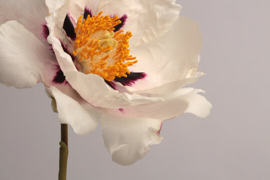Close-up cream beige white Peony Flower (Tree Peony) bud petal, pistil; stamen on neutral gray. Natural background.