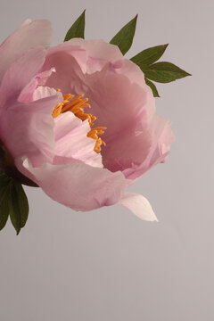 Close-up cream beige pink Peony Flower (Tree Peony) bud petal, pistil; stamen on neutral gray. Natural background.