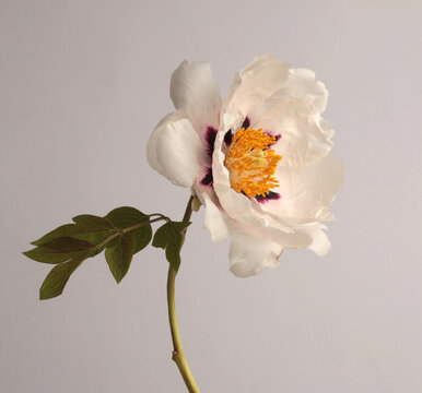 Close-up cream beige white Peony Flower (Tree Peony) bud petal, pistil; stamen on neutral gray. Natural background.