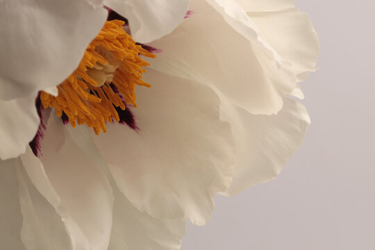 Close-up cream beige white Peony Flower (Tree Peony) bud petal, pistil; stamen on neutral gray. Natural background.