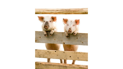 Two cute pink piglets looking over a wooden farm fence with livestock agriculture countryside barnyard domestic watching portrait domesticated sustainable homestead © Jahid