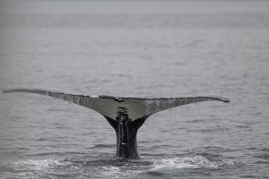 Humpback Whale Fluke