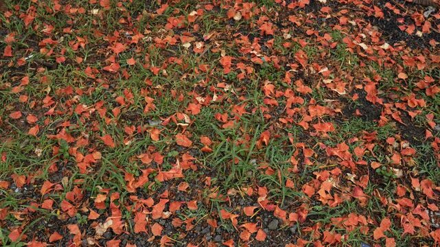 Orange Gulmohar Petals Scattered Across Green Grass