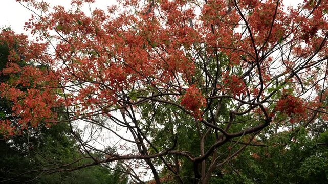 Flame Tree Covered in Bright Orange Gulmohar Blossoms