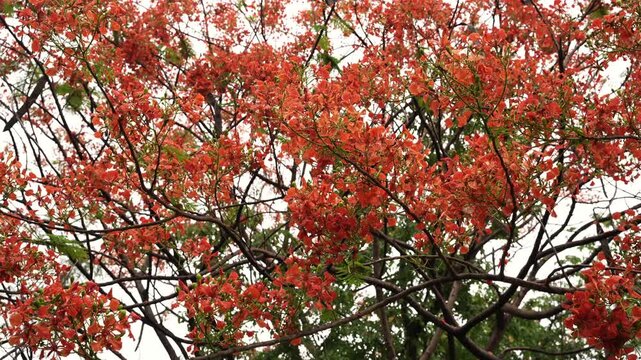 Slow Zoom Into Orange Blossoms on a Flame Tree